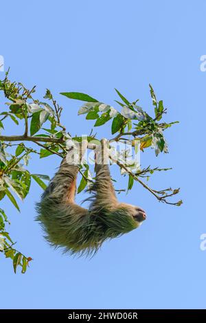 Le soloth à deux doigts de Hoffmann (Choloepus hoffmanni), dormant tout en pendant d'un arbre dans le parc national Manuel Antonio, Puntarenas, Quepos, Costa Rica Banque D'Images