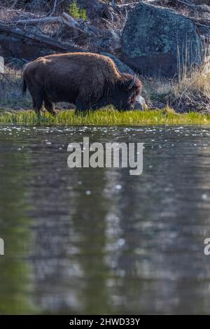 American Bison, Bison bison, se nourrissant le long de la rivière Madison, parc national de Yellowstone, Wyoming, États-Unis Banque D'Images