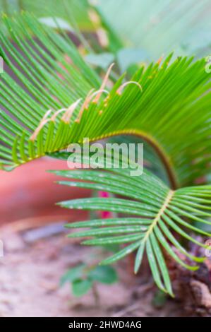 Image floue des feuilles de Cypress , un nom commun pour divers conifères . Howrah, Bengale-Occidental, Inde. Banque D'Images