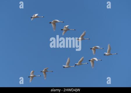 Les cygnes siffleurs (cygnus columbianus) volent en formation sur fond de ciel bleu, comté de Lancaster, Pennsylvanie Banque D'Images