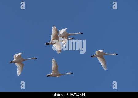 Cygnes de toundra (survolez un ciel bleu, comté de Lancaster, Pennsylvanie. Banque D'Images