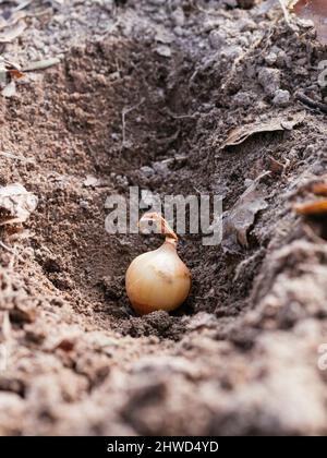 Stuttgarter oignon géant placé dans un trou de plantation Banque D'Images