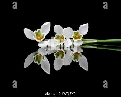 Trois fleurs en forme de goutte de neige couchés, reflétées sur fond noir. Magnifique. Banque D'Images