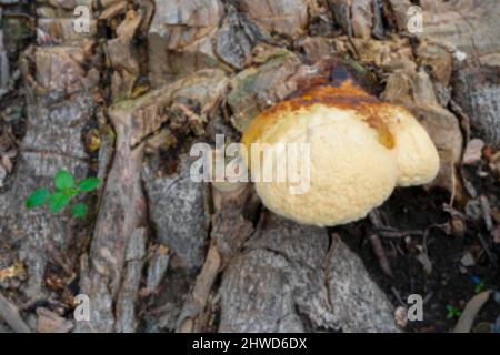 Image floue du champignon polyporeux, un champignon commun sur le tronc ancien de l'arbre. Howrah, Bengale-Occidental, Inde. Banque D'Images