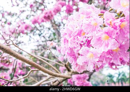 Fleurs roses Tabebuia rosea Blossom .Tabebuia rosea arbres en fleur Banque D'Images