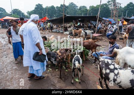 Kolkata,Bengale occidental, Inde - 11th août 2019: Prix négocié pour les chèvres pendant 'Eid al-Adha' ou 'Fête du sacrifice' ou Eid Qurban. Banque D'Images