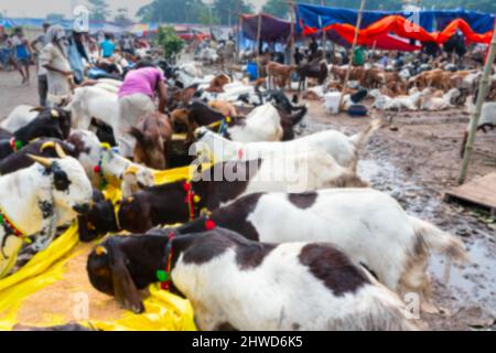 Image floue de Kolkata, Bengale-Occidental, Inde. Un vendeur de chèvres nourrissant des chèvres qui sont vendues sur le marché pendant 'Eid al-Adha' ou Eid QURBAN ou 'Festival Banque D'Images