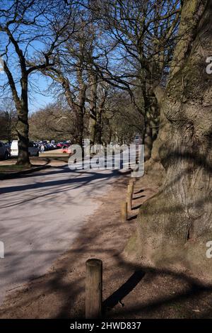 Avenue d'entrée à Wollaton Hall et au parc Deer Banque D'Images