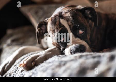 Portrait d'un adorable chien boxer féminin Banque D'Images