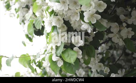 Belles fleurs blanches d'arbustes en fleurs. Films. Temps de printemps de la floraison, décorant des arbustes verts avec des fleurs blanches. Banque D'Images