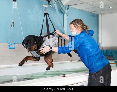 jeune rottweiler et rééducation pour l'hydrothérapie dans la piscine Banque D'Images