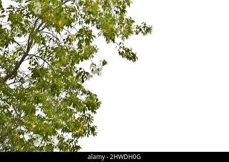 Les branches et les feuilles de l'érable aîné de la boîte (Acer negundo) sont isolées sur fond blanc. Banque D'Images