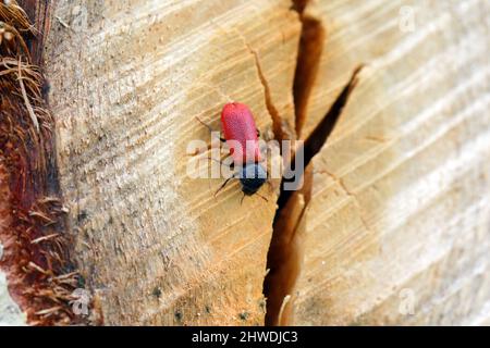 Coléoptère de Capuchin (nom latin: Bostrichus capucinus - Bostrychidae) - insecte assis sur le bois de chêne. C'est un ravageur technique du bois. Banque D'Images