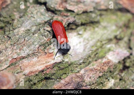 Coléoptère de Capuchin (nom latin: Bostrichus capucinus - Bostrychidae) - insecte assis sur le bois de chêne. C'est un ravageur technique du bois. Banque D'Images