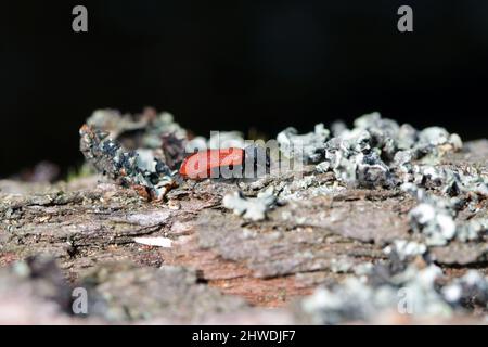 Coléoptère de Capuchin (nom latin: Bostrichus capucinus - Bostrychidae) - insecte assis sur le bois de chêne. C'est un ravageur technique du bois. Banque D'Images