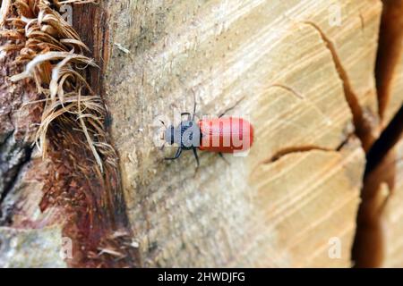 Coléoptère de Capuchin (nom latin: Bostrichus capucinus - Bostrychidae) - insecte assis sur le bois de chêne. C'est un ravageur technique du bois. Banque D'Images