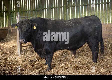 Jeune Aberdeen Angus Bull Banque D'Images