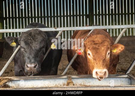 Les taureaux de bœuf Aberdeen Angus et Simmental Banque D'Images