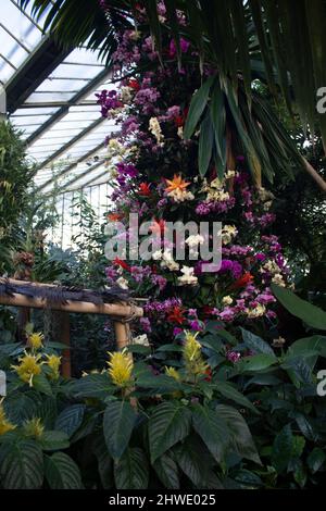 Le festival d'orchidées 2022 dans le Princess of Wales Conservatory, Kew Gardens, Angleterre Royaume-Uni Banque D'Images