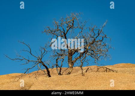 Namibie, arbre mort dans le désert de Spitzkoppe à Damaraland, beau paysage Banque D'Images