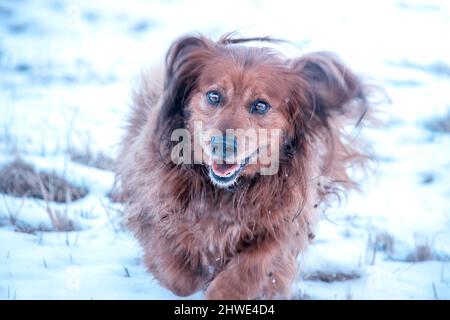 Chien de chasse long dans la neige Banque D'Images