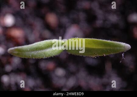 Gros plan des semis de tomate - Solanum lycopersicum les semis de Solanum émergent du sol pendant le jardinage de printemps - potager / végétarien et végétalien Banque D'Images