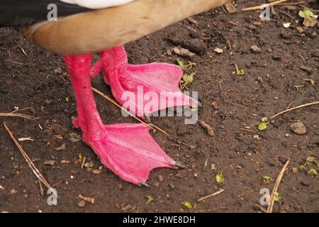 Vue rapprochée des pieds de lit en toile rose vif d'une oie égyptienne Banque D'Images