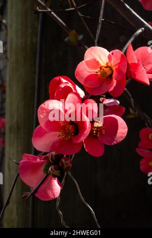 Coce Floraison - premiers signes du printemps. Si belle dans la lumière de l'heure d'or. Banque D'Images