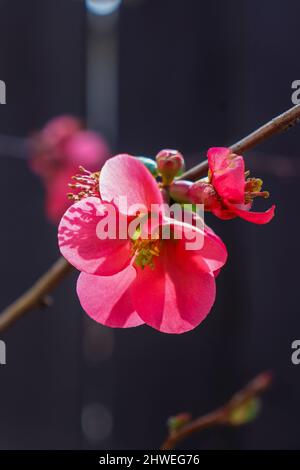 Un rappel annuel du printemps -- la belle floraison coing contre la barrière sombre de mes voisins. Quand la lumière frappe juste, c'est magnifique. Banque D'Images