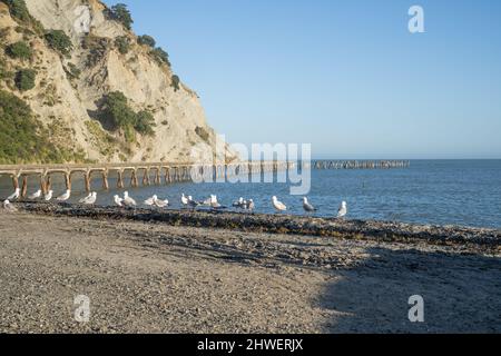 Rangée de mouettes debout au premier plan du quai historique de Tokomaru Bay Wharf sur la côte est de la Nouvelle-Zélande. Banque D'Images