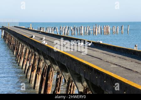 Mouettes sur un long quai historique déserté de la baie de Tokomaru s'étendant jusqu'à la baie, côte est, Nouvelle-Zélande. Banque D'Images