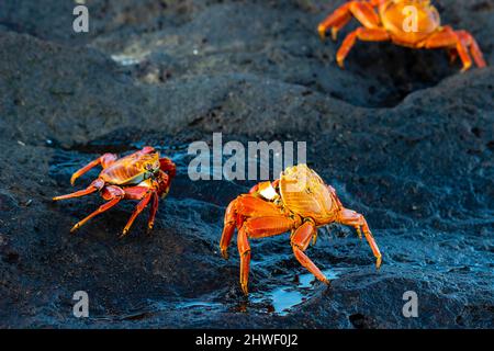 Photographie de Sally Lightfoot Crabs (Grapsus grapsu) à Puerto Egas, Isla Santiago, Îles Gal‡pagos, Équateur. Banque D'Images