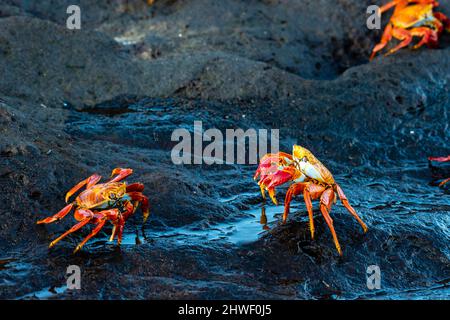 Photographie de Sally Lightfoot Crabs (Grapsus grapsu) à Puerto Egas, Isla Santiago, Îles Gal‡pagos, Équateur. Banque D'Images