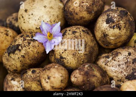 Tas de nouvelles pommes de terre rassemblées avec une fleur de pomme de terre violette en été. Banque D'Images