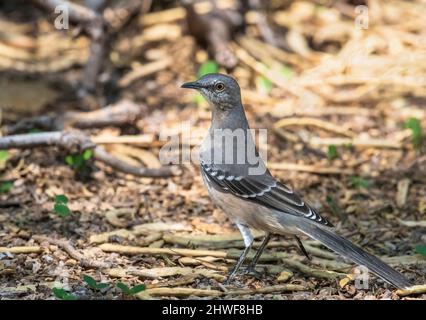 Un oiseau de Mockingbird du Nord vu à portée de champ en pleine lumière fourrageante dans une zone sauvage parsemée de gousses d'arbres et de bâtons. Banque D'Images