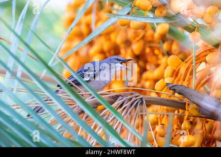 Un oiseau de Mockingbird du Nord perché dans un palmier Date plein de dattes orange, un fruit sucré souvent inclus dans son régime. Banque D'Images