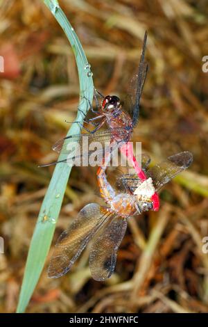 Fiery Skimmer Dragonfly, Orthetrum villosovittatum. Paire correspondante en position de roue. Femme mangeant un papillon. Coffs Harbour, Nouvelle-Galles du Sud, Australie Banque D'Images
