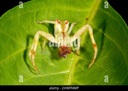 Araignée de crabe à extrémité rouge, Sidymella rubrosignata. Araignée tenant la proie. Endémique à l'Australie. Coffs Harbour, Nouvelle-Galles du Sud, Australie Banque D'Images