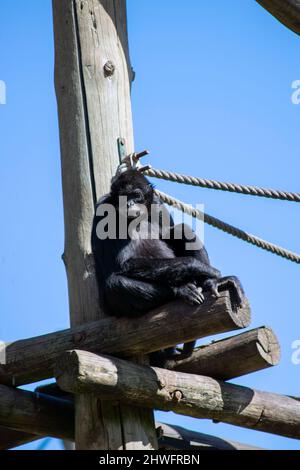 Les singes araignées sont des singes du Nouveau monde appartenant au genre Ateles, qui fait partie de la sous-famille Atelinae de la famille Atelidae. Banque D'Images