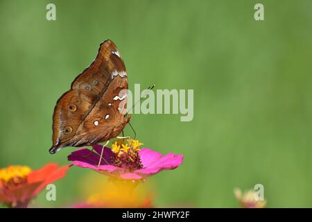 Un papillon feuille d'automne perchée sur la fleur de Zinnia. Banque D'Images