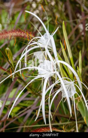 Nénuphar (Hymenocallis) blanc en fleurs dans le jardin. Bali, Indonésie. Banque D'Images