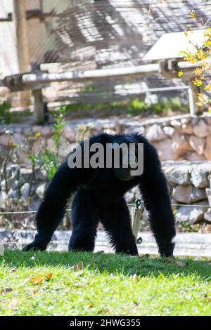 Le siamang (Symphalange syndactylus) est un gibbon arboricole à fourrure noire originaire des forêts d'Indonésie, de Malaisie et de Thaïlande. Banque D'Images