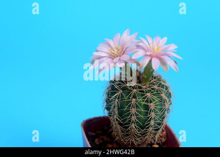 Fleur rose clair de Lobivia cactus sur fond bleu avec espace de copie pour le texte Banque D'Images