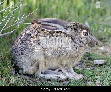 Lapin à queue noire juvénile allongé avec les oreilles repliées et se cachant en alerte. Comté de Santa Clara, Californie, États-Unis. Banque D'Images