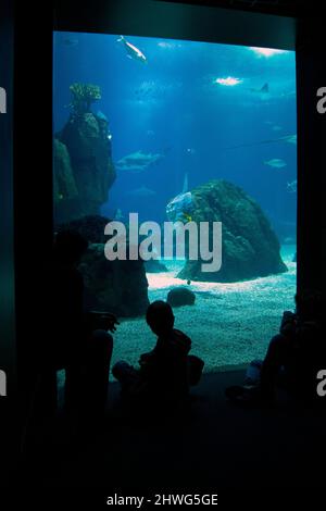 Le poisson-soleil de l'océan ou la mola commune (Mola mola) est l'un des deux poissons osseux les plus lourds au monde. Espèces de l'Aquarium de Lisbonne. Banque D'Images