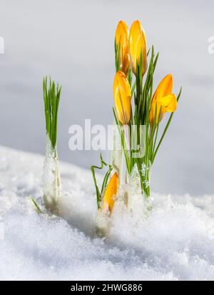 Vårkrokus au printemps, crocus (Crocus vernus) Banque D'Images