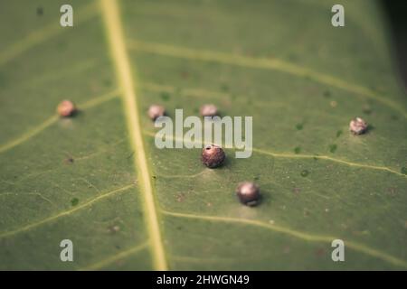 La précision de la forme de la balle des larves DE BANNIÈRE abstraite des œufs d'insectes repose sur la beauté le long du bord de la surface de la feuille de plante verte.Incroyable macro faune nature monde Haut Banque D'Images