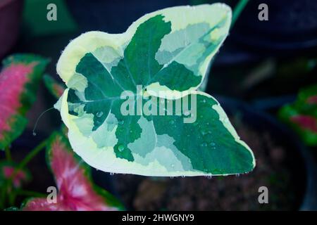 Gros plan sur le motif de feuilles de plante variégée dans le jardin Banque D'Images