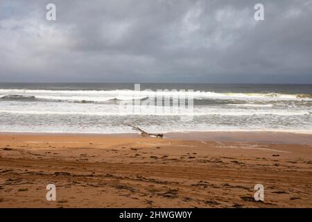 Sydney, Australie. 06th mars 2022. Le système de basse pression le long de la côte est de l'Australie se poursuivra la semaine prochaine, les fortes pluies et les inondations affectant les communautés de la Nouvelle-Galles du Sud et du Queensland. Photo de Palm Beach à Sydney avec des débris éparpillés à travers la plage du temps orageux et de fortes conditions de surf, Credit Martin Berry@alamy Live news. Credit: martin Berry/Alay Live News Banque D'Images