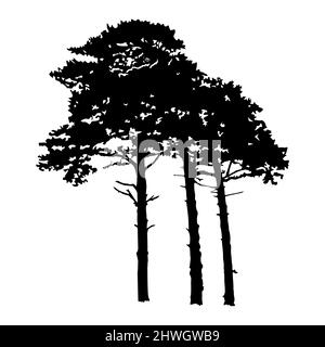 Silhouettes de trois grands pins isolées sur fond blanc. Groupe de pins conifères. Evergreen Forest.Icon pour la conception de paysage de la nature.Vector Illustration de Vecteur